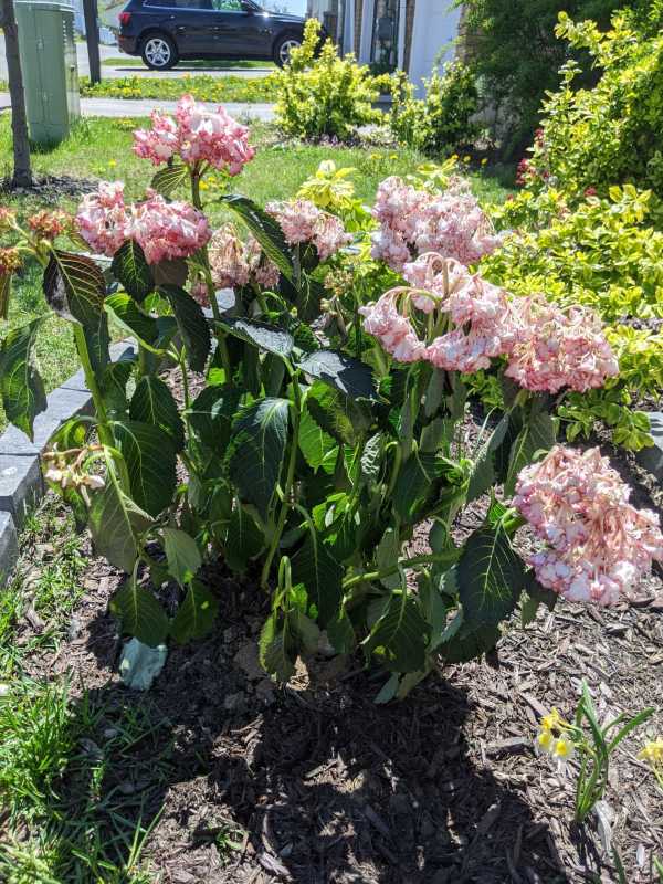 A Hydrangea plant drooping—why are my Hydrangeas drooping