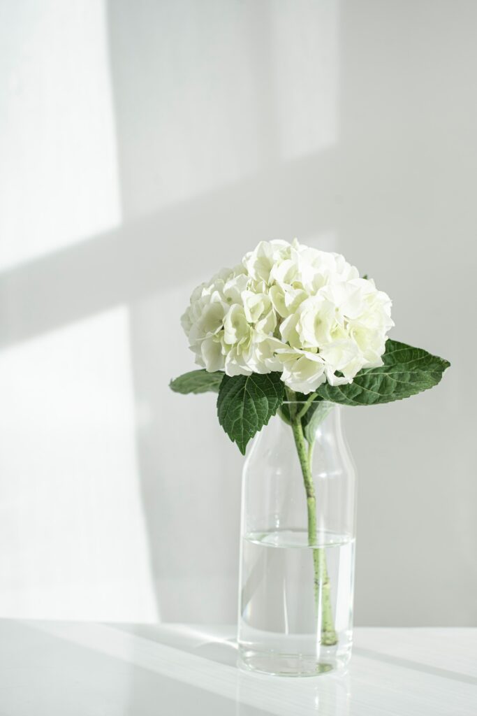 A flowerhead in water jar—why are my Hydrangeas drooping?