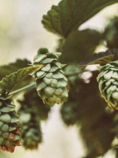 A lot of green Hops—when are Hops ready to harvest