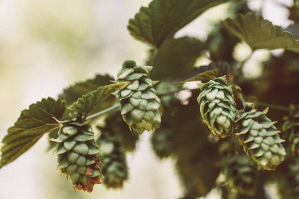 A lot of green Hops—when are Hops ready to harvest