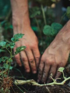 A person planting potato seeds—when to plant potatoes in Kansas