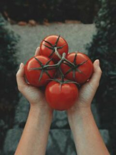 A person with tomatoes in hands—when to plant tomatoes in Indiana