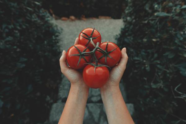 A person with tomatoes in hands—when to plant tomatoes in Indiana