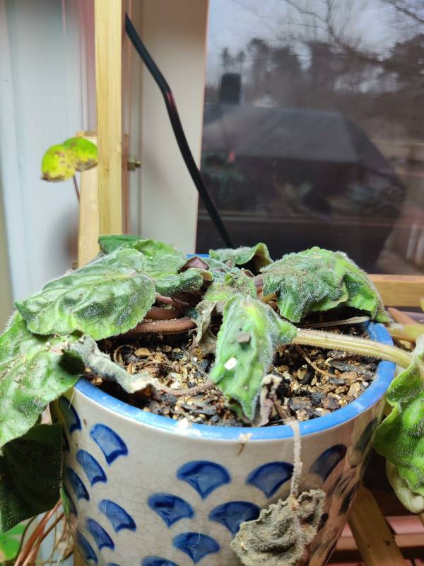 African violet drooping—why is my african violet wilting
