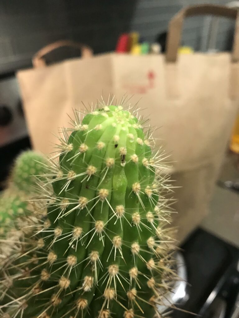 Black spots on cactus—why is my cactus turning black?