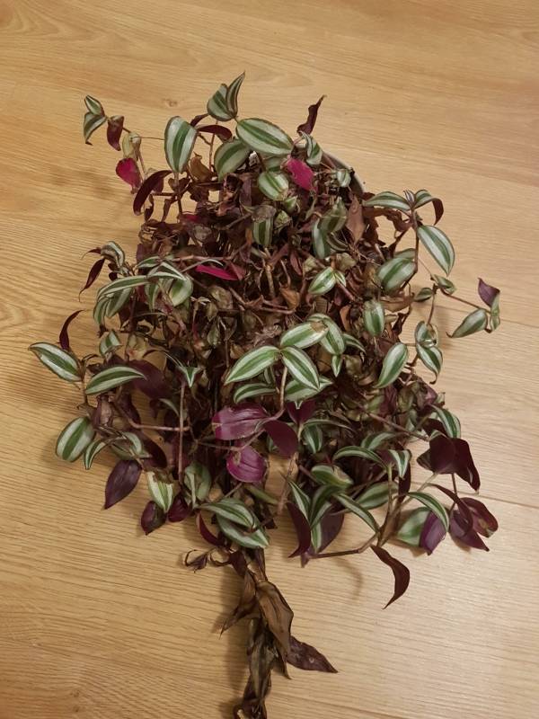 Dying Wandering Jew plant—why is my Wandering Jew dying