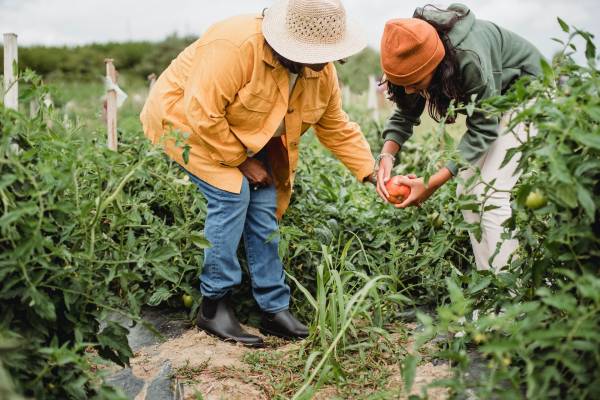 Female farmers picking vegetables during harvesting season in garden—when to plant bell peppers in Texas