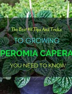 Growing Peperomia Caperata