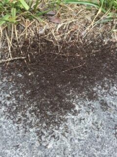 How To Get Rid Of Pavement Ants