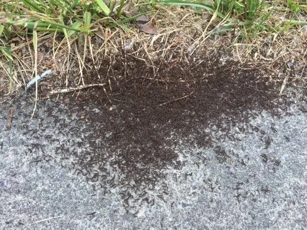 How To Get Rid Of Pavement Ants