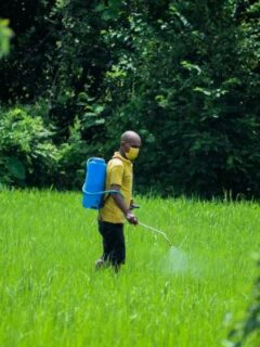 Man spraying herbicide—when to spray 24 d on lawn