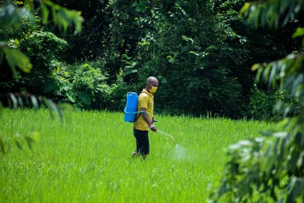 Man spraying herbicide—when to spray 24 d on lawn