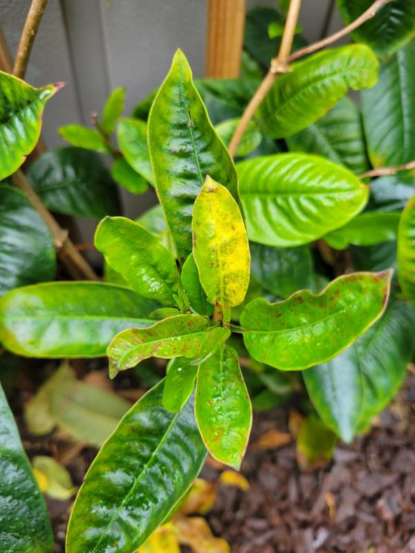 Mandevilla leaves turning yellow—why are the leaves on my Mandevilla turning yellow