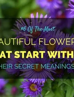 Most Beautiful Flowers That Start With A
