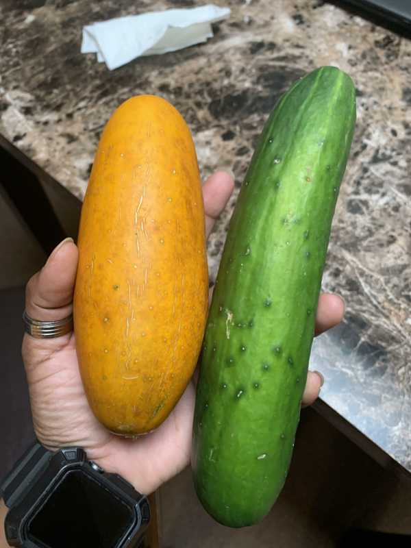 Orange cucumber—why are my cucumbers orange