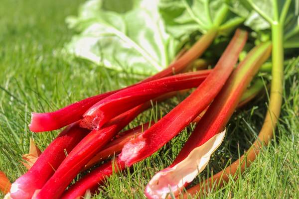 Rhubarb on grass—why is my Rhubarb floppy