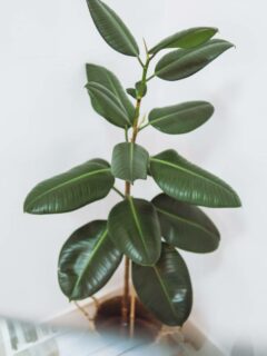 Rubber plant in a pot—when to water rubber plant