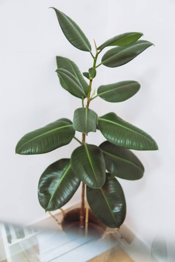Rubber plant in a pot—when to water rubber plant