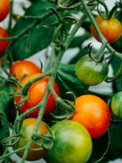 Tomato plant—when to plant tomatoes in Tennessee