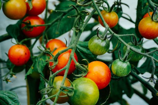 Tomato plant—when to plant tomatoes in Tennessee