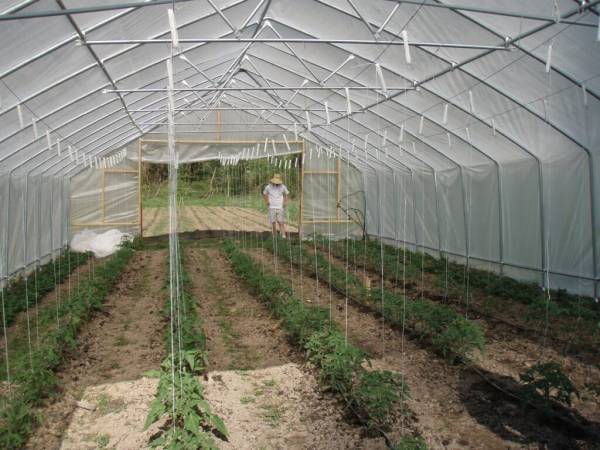 Trellis for tomatoes—when to plant tomatoes in Indiana
