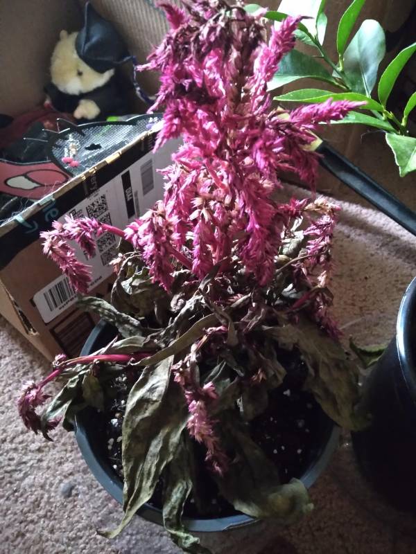 Why Is My Dragon Breath Plant Dying