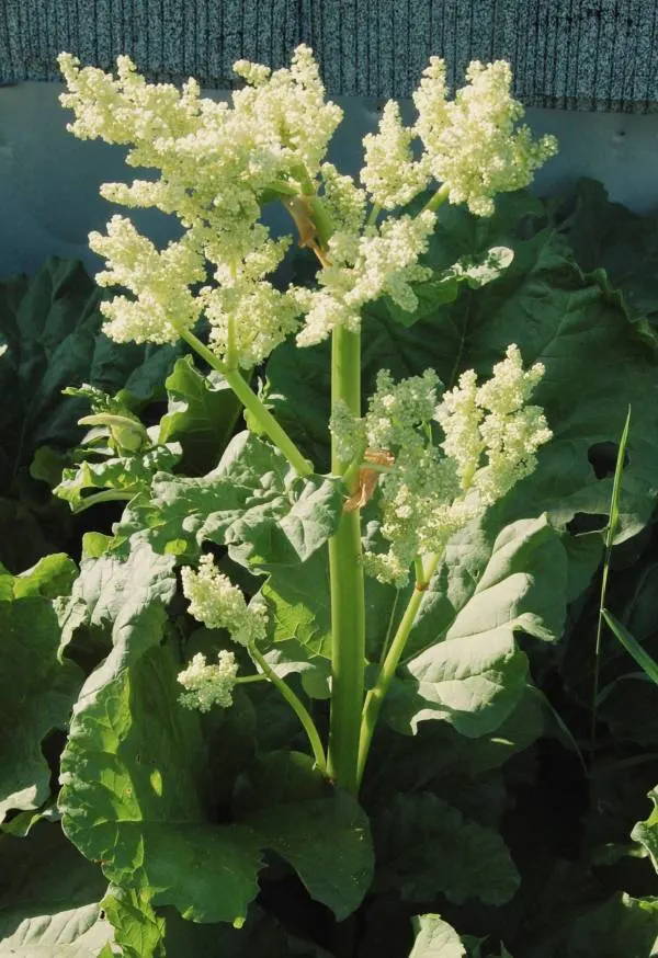 Why Is My Rhubarb Flowering
