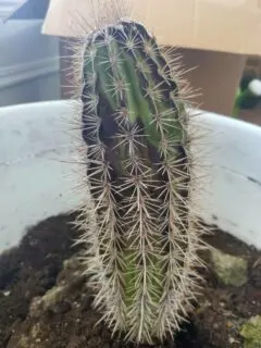 Why is my cactus turning black