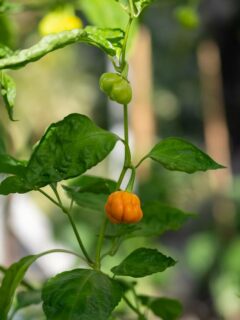 Yellow Habanero pepper—when are Habaneros ready to pick