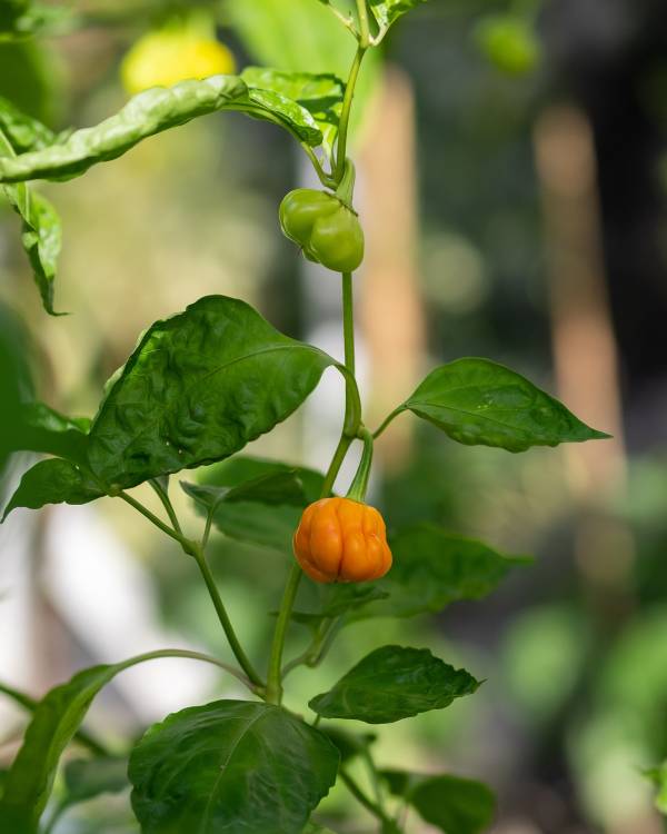 Yellow Habanero pepper—when are Habaneros ready to pick