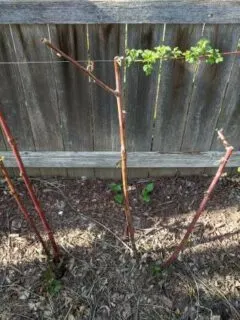 is it too late to transplant Blackberry canes in May
