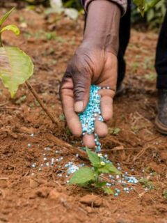 A man applying fertilizer—what is 21 7 14 fertilizer used for