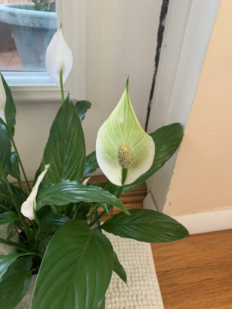 A peace lily flower turning light green—why is my peace lily flower turning green?