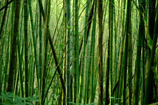 Bamboo trees—what is the tallest grass in the world