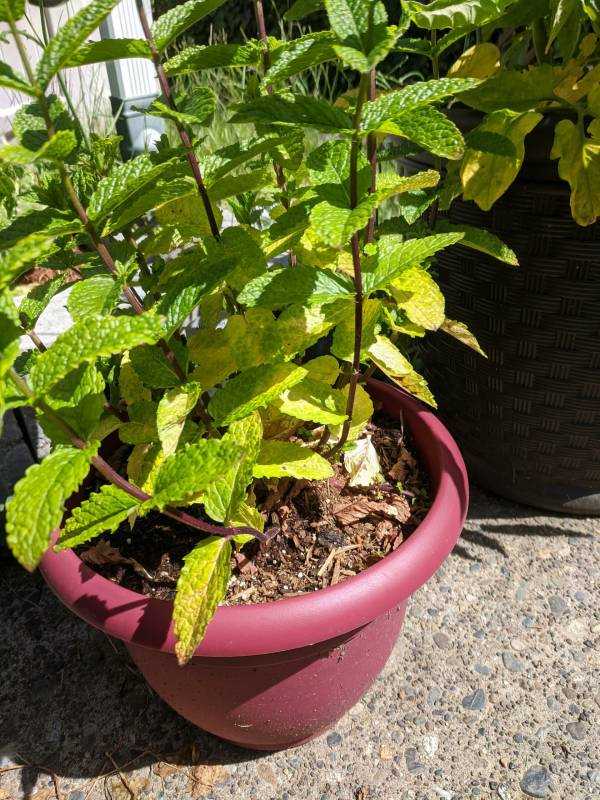 Bottom leaves on mint plant are yellowing—why are my mint leaves turning yellow