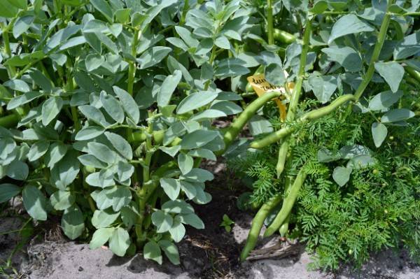 Fava bean Vegetables that start with F