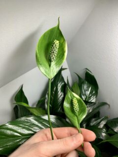 Green flowers on peace lily—why is my peace lily flower turning green