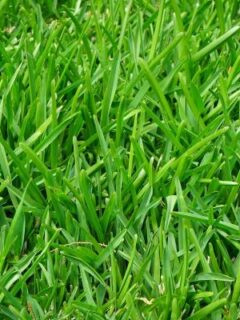 Green ryegrass—when is it too cold to plant ryegrass