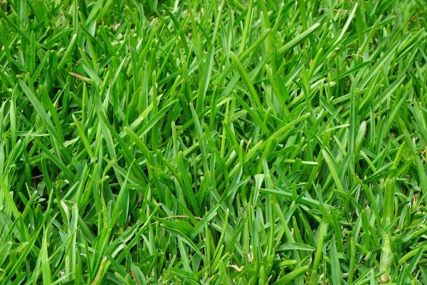 Green ryegrass—when is it too cold to plant ryegrass