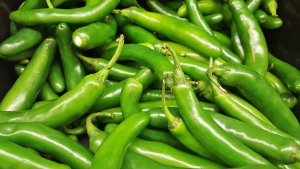 Green serrano peppers—when are serrano peppers ready to pick