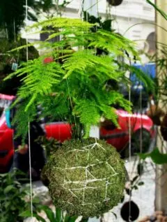 How to Care for a Kokedama Plant 2