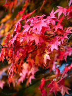 Japanese maple tree—why are Japanese maples so expensive