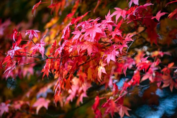 Japanese maple tree—why are Japanese maples so expensive