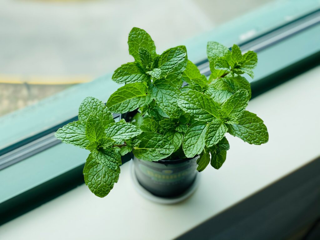 Mint plant near a window—why are my mint leaves turning yellow?