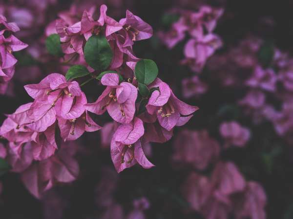 Photo of purple Bougainvillea flowers—when do Bougianvillea bloom in Florida