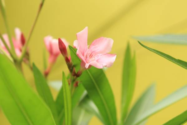 Pink flower on a plant—why does my oleander not bloom