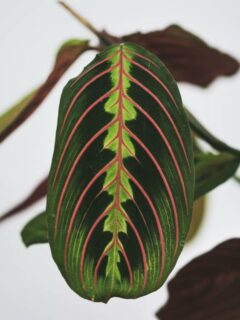 Prayer plant leaf—why do prayer plant leaves curl