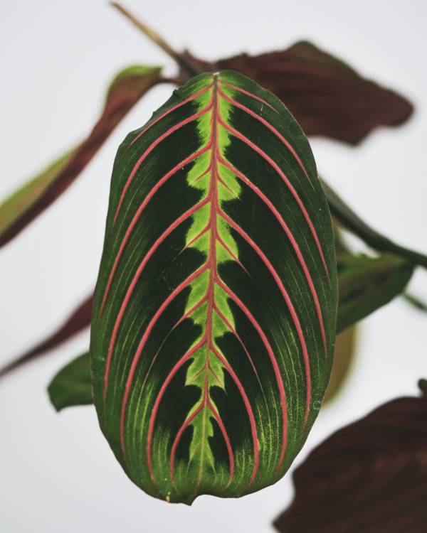 Prayer plant leaf—why do prayer plant leaves curl