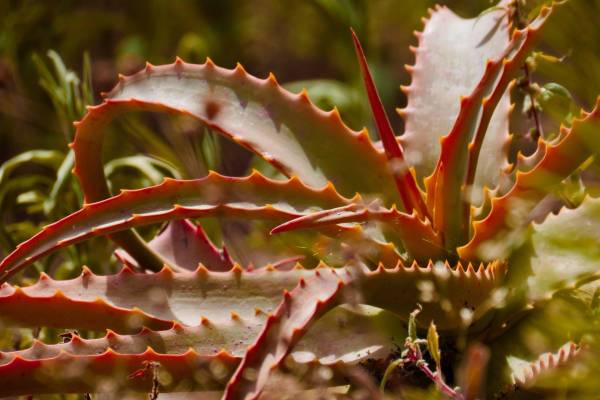 Red aloe vera—why is my aloe turning red