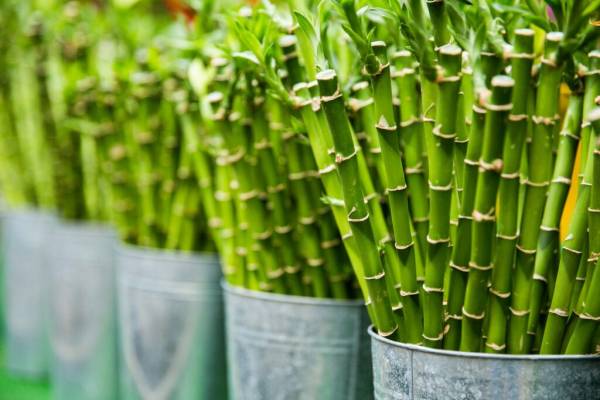 Short bamboos in containers—what is the tallest grass in the world